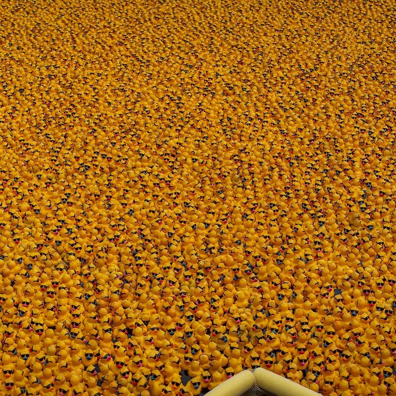 A large crowd of yellow rubber ducks fills the surface of a pool, packed tightly together, with a small section of the pool’s edge visible at the bottom of the image.