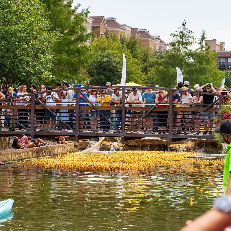 A crowd stands on a bridge and along the edge of a pond, watching hundreds of yellow rubber ducks floating in the water during a public outdoor event. Trees and buildings are in the background.